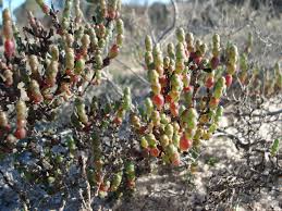 Image result for Halosarcia