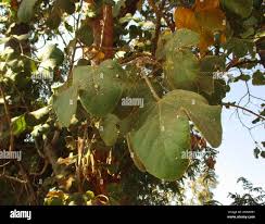 Image result for Thespesia garckeana