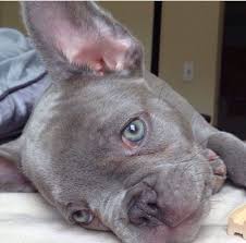 Do blue french bulldogs eyes stay blue? French Bulldog Puppies Eyes Pets Lovers