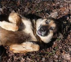 What is the best homemade dog food? How To Make Your Own Dog Gravy For Dog Food Cuteness Dog Gravy Dog Food Recipes Best Dry Dog Food