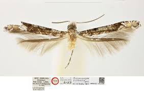 Image result for Linderniella gracilis