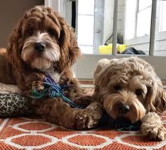 Noah we have gorgeous cockapoo puppies for sale. Cockapoo Puppies For Sale Professional Dog Breeders Cockapoo Of Excellence