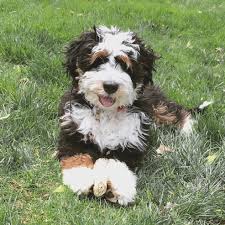 Bernedoodle Black And White Doodle Dog Miniature Bernedoodle Bernedoodle Puppy Bernedoodle Pretty Dogs