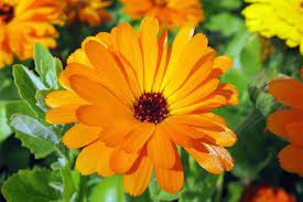 How To Grow Pot Marigold Calendula Flowers Gardener S Path Calendula Container Gardening Flowers