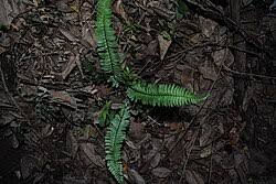 Image result for Asplenium reekmansii