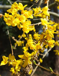 Image result for Faurea intermedia