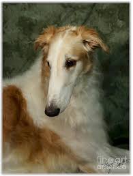 See more ideas about russian wolfhound, wolfhound, borzoi. Borzoi White And Gold By Maxine Bochnia Borzoi Dog Borzoi Dog Paintings