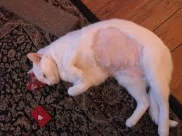 Here in this article we are going to share about the signs of cancer in cats and cat cancer symptoms. Blog Nhv Natural Pet Products