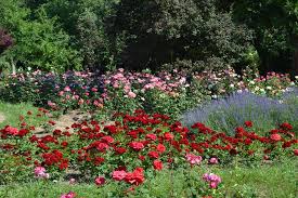 Grădina botanică „dimitrie brândză a universității din bucurești, numită după fondatorul ei, dimitrie brândză, este situată în cartierul prima grădină botanică din bucurești a fost întemeiată în 1860, lângă facultatea de medicină, de către carol davila. GrÄƒdina BotanicÄƒ Dimitrie BrandzÄƒ Paradisul Dedicat Naturii De Pretutindeni Editia De Dimineata