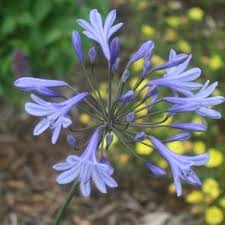 Discover a friendship you have to see to believe. Perennial Plants For Sale Rare Roots Tagged Color Blue