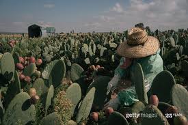 The prickly pear cactus is a plant or shrub, erect or creeping, which can reach 3 to 6m high and occupies large areas. Getty Images A Worker Collects Prickly Pears From A Cactus Plant During A Harvest At The Nopaliux Farm In El Sitio Zacatecas State Mexico Mexico Is The Largest Producer Of Prickly