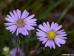 Writing your name in cherokee: North Carolina Plant Photos