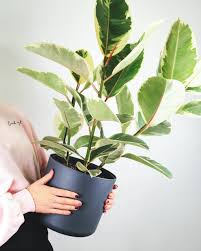 Dracena cresce bene anche in condizioni di scarsa luce. Piante D Appartamento Che Purificano L Aria Fasolipiante Shop