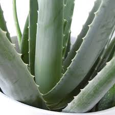 Cómo cura el aloe vera explica para qué sirven y cómo deben aplicarse los diferentes productos disponibles en el mercado elaborados con esta planta, así como la manera de hacer en casa geles, lociones y otros preparados. Verdeesvida Aloe Vera Acibar Sabila
