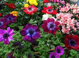 Avec le froid qui arrive très vite, on pourrait facilement croire qu'il n'y plus rien à faire au jardin. Quelles Fleurs Planter Quand L Hiver Se Termine Corse Matin