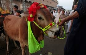 Dangerous cow qurbani 2018 cow qurabni eid ul azha 2018 anari qasai hd. The True Meaning Of Qurbani The Essence Of Sacrifice Seems Forgotten