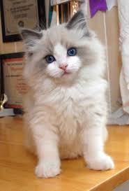 The Ragdoll Cat Ragdoll Cats Catbreeds The Ragdoll Cat Ragdoll Cats Catbreeds Adoptablebeagle Animalr In 2020 Ragdoll Kitten Kitten Breeds Kittens Cutest