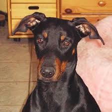 Der dobermann wurde als schutzhund gezüchtet. Ohrenfehlstellung Und Behebung Dobermann Welpenvermittlung