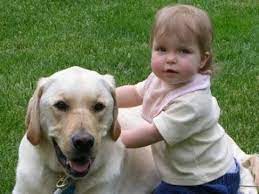 Labrador Are Awesome Labrador Dog Protecting Kids Compilation Youtube
