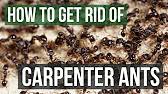 Diatomaceous earth is easily attainable and can be found at organic gardening suppliers or health food stores.using this powder as a natural way to get rid of carpenter ants is simple once you have found the colony/nest where these ants reside. How To Get Rid Of Carpenter Ants 4 Simple Steps Youtube
