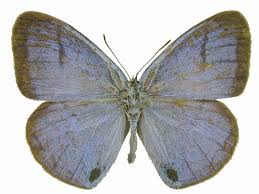 Image result for Sartidia angolensis