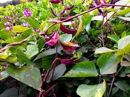 Image result for Dolichos