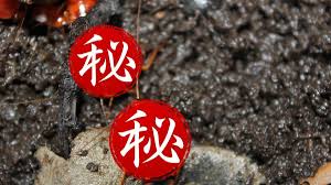 有螳螂、 蜣螂、 蟑螂、 蚂螂 a beetle name。 如: Ljvrrurt4yhnzm