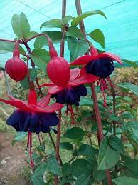 Pin On Fuchsia