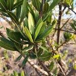 Image result for Boscia integrifolia