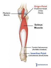 The medial and the lateral head. Calf Muscle Origin Insertion Innervation Exercise