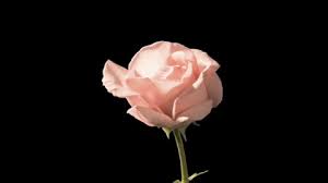 Summer images pixabay download free pictures. 9 Flower Gif Animations Images Rose Gif Hd Best World Events
