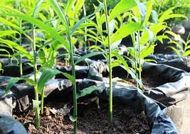 Cara menanam jagung apakah kamu juga mengetahuinya? Agar Cepat Berbuah Inilah Cara Menanam Jagung Di Polybag Pot Teknikbudidaya Com