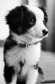 Adorable Black And White Corgi Puppy Pepper And Salt Puppy Super Cute Puppies Cute Animals Cute Baby Animals