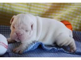 The english bulldog is affectionate, uncomplicated, gentle, intelligent, sensitive, and fearless. English Bulldog Puppies In Arizona