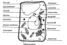 What is wrong with this diagram of a plant cell? Mk 2941 Simple Labeled Animal Cell Diagram Picture Unlabeled Plant Cell Free Diagram
