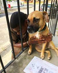 This Ups Driver Takes The Most Joyful Photos With The Dogs On His Route Work With Animals Dogs Photo