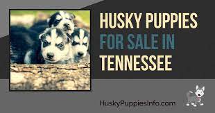 (memphis) hide this posting restore restore this posting. Siberian Husky Puppies For Sale And Breeders In Tennessee Tn