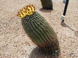 Although i have had epicactus for a couple of years, i still don't know what i am doing. What Causes A Cactus To Lean World Of Succulents