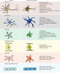 Maybe you would like to learn more about one of these? Modeling Alzheimer S Disease With Ipsc Derived Brain Cells Molecular Psychiatry