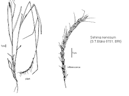 Image result for Sehima