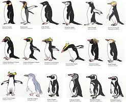 All The Different Kinds Of Penguins Love It
