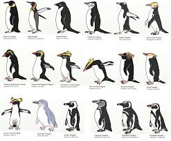 all the different kinds of penguins love it