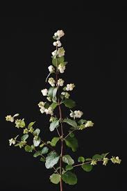 As hunter biden allegedly tried to pay emerald fantasy girls, he tried several cards before the final amount went through. Symphoricarpos Alb Magical White Dream Kolmawhidre Kolster Bv Magical Plants Flowers