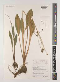 Image result for Butomopsis