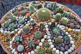 See more of mini jardines de suculentas y cactus pacc on facebook. Mini Jardin De Cactus Y Piedras Jardines Jardin De Cactus Suculentas