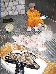 Pangolins are known as the guardians of the forest because they protect forests from termite destruction, maintaining a balanced ecosystem. 23 Tonnes Of Pangolins Seized In A Week Wildlife Trade News From Traffic