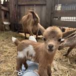Goat Yoga Nashville- July Jubilee