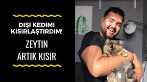 Kedi Kisirlastirmadan Oncesi Ve Sonrasi Yapilmasi Gerekenler Youtube