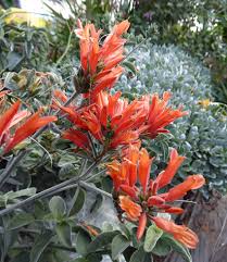 Image result for Dicliptera pumila