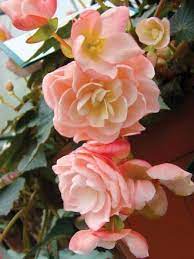 Pin By Lindsey Johnson On Plant Cultivars Warm Season Annuals Tuberous Begonia Showy Flowers Perennial Flowering Plants